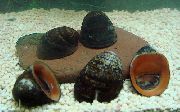 褐色 蛤 红唇蜗牛 (Nerritina sp.) 照片