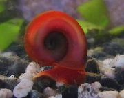 vermelho molusco Ramshorn Caracol (Planorbis corneus) foto