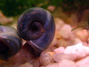 grigio mollusco Ramshorn Lumaca (Planorbis corneus) foto