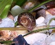 marrone mollusco Ramshorn Lumaca (Planorbis corneus) foto
