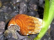 灰 蛤 兔蜗牛Tylomelania (Tylomelania towutensis) 照片