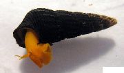 röd mussla Kanin Snigel Tylomelania (Tylomelania towutensis) foto