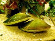 verde mollusco D'acqua Dolce Vongole (Corbicula fluminea) foto