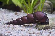 čierna Ulity Diabol Tŕň Slimák (Faunus ater devil thorn snail) fotografie