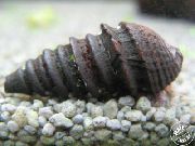 Пахімеланія Фуско чорний молюск