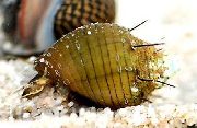 米色 蛤 Hairly蜗牛 (Thiara cancellata) 照片