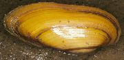 Gleznotāja Mīdijas dzeltens ēdamais gliemezis