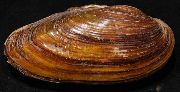 brun mussla Målare Musslor (Unio pictorum) foto