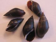 svart mussla Melanopsis Praemorsa  foto