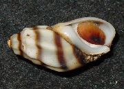 Melanopsis Costata listrado molusco