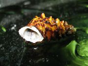 Pachymelania Byronensis ブラウン ハマグリ
