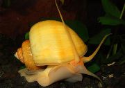ყვითელი მოლუსკები საიდუმლო Snail, ვაშლის Snail (Pomacea bridgesii) ფოტო