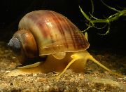 marrone mollusco Mistero Lumaca, Mela Lumaca (Pomacea bridgesii) foto