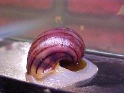 ვარდისფერი მოლუსკები საიდუმლო Snail, ვაშლის Snail (Pomacea bridgesii) ფოტო
