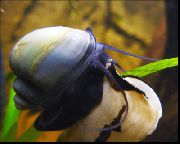 ლურჯი მოლუსკები საიდუმლო Snail, ვაშლის Snail (Pomacea bridgesii) ფოტო