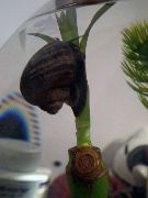შავი მოლუსკები საიდუმლო Snail, ვაშლის Snail (Pomacea bridgesii) ფოტო