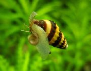 aquarium freshwater clam Assassin Snail, Snail-eating snail Anentome helena striped