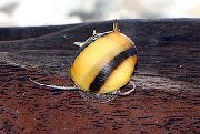 смугастий молюск Равлик Прісноводна Рогата (Clithon diadema) фото