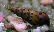 beige mollusco Lumache Tromba Malesi (Melanoides tuberculata) foto