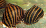 ზოლიანი მოლუსკები Zebra Snail (Nerritina sp zebra) ფოტო
