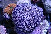 紫 花盆珊瑚 (Goniopora) 照片