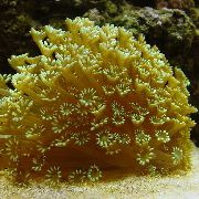 amarelo Flowerpot Coral (Goniopora) foto