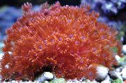 赤 植木鉢サンゴ (Goniopora) フォト