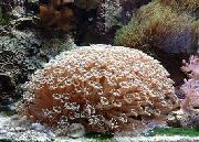 castanho Flowerpot Coral (Goniopora) foto