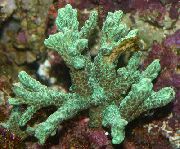 groen Hoorn Koraal (Harige Koraal) (Hydnophora) foto