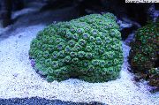 grön Bikakestruktur Korall (Diploastrea) foto