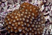 brun Bikakestruktur Korall (Diploastrea) foto