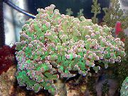 žalias Plaktukas Koralų (Žibintuvėlis Koralai, Kurkulai Koralų) (Euphyllia) nuotrauka