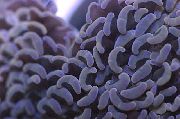 brun Hammer Korall (Lommelykt Koraller, Frogspawn Koraller) (Euphyllia) bilde