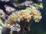 žuti Čekić Koralja (Baklja Koralja, Koraljni Frogspawn) (Euphyllia) foto
