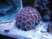 aquarium sea coral Favia  Favia  purple