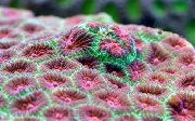 bunt Ananas Koralle (Coral Mond) (Favites) foto