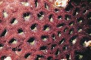 褐色 菠萝珊瑚（月亮珊瑚） (Favites) 照片