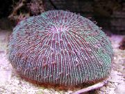 лилаво Плоча Корал (Гъби Корали) (Fungia) снимка