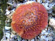sarkans Plate Koraļļu (Sēņu Koraļļu) (Fungia) foto