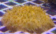 gelb Platte Koralle (Pilzkoralle) (Fungia) foto