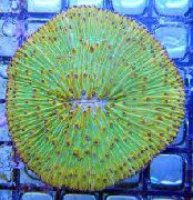 vihreä Kilpi Koralli (Sieni Koralli) (Fungia) kuva
