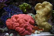 rot Gelappt Hirnkoralle (Open Brain Coral) (Lobophyllia) foto