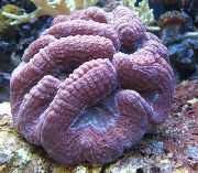 Flikete Hjerne Korall (Åpen Hjerne Korall) lilla