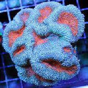 Lobed Smegenų Koralų (Atviras Smegenų Koralų) šviesiai mėlynas