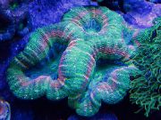 grün Gelappt Hirnkoralle (Open Brain Coral) (Lobophyllia) foto