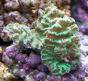 zelená Merulina Koralov  fotografie