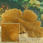 gelb Merulina Korallen  foto