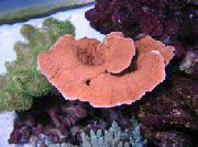 Montipora色のサンゴ 赤