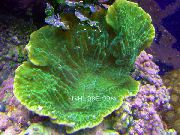 绿 蔷薇色的珊瑚 (Montipora) 照片