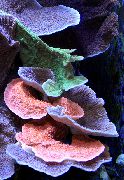 rosa Montipora Coral Colorido  foto